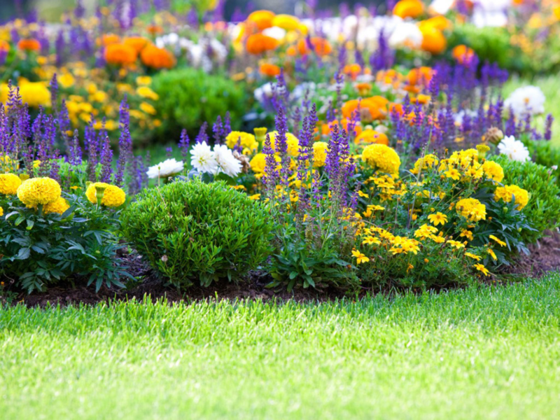 The flowers are coming!!! (But we need to be a little patient)